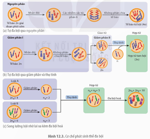 Quan sát Hình 12.2 và 12.3, trình bày cơ chế phát sinh đột biến số lượng NST. (ảnh 2)