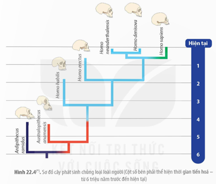 Quan sát Hình 22.4, hãy mô tả tóm tắt ba giai đoạn phát sinh loài người. (ảnh 1)
