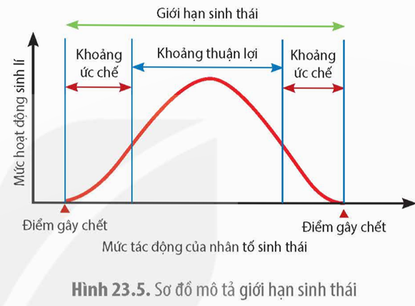 Mức hoạt động sinh lí cao nhất của sinh vật nằm trong khoảng khoảng thuận lợi. Khoảng thuận lợi là khoảng giá trị thích hợp nhất của nhân tố sinh thái cho sự phát triển của sinh vật, ngoài khoảng đó hoạt động sinh lí của sinh vật sẽ bị ức chế. (ảnh 1)