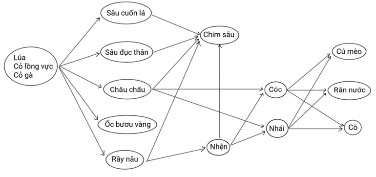 Các loài sau đây có trong một quần xã ruộng lúa: lúa, cỏ lồng vực, cỏ gà, châu chấu, sâu cuốn lá, sâu đục thân, rầy nâu, ốc bươu vàng, nhái, cóc, nhện, rắn nước, chim sâu, cò, cú mèo. a) Hãy lập lưới thức ăn có thể có trong quần xã trên. Từ lưới thức ăn đã lập, hãy chỉ ra các chuỗi thức ăn và các mắt xích chung giữa các chuỗi đó. b) Xếp các loài có trong lưới thức ăn đã lập ở phần a) vào các bậc dinh dưỡng tương ứng. (ảnh 1)