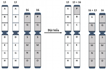 Cho sơ đồ hình thành đột biến nhiễm sắc thể (NST) ở một tế bào  (ảnh 1)