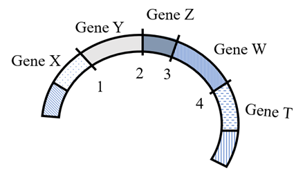 Trên một đoạn của phân tử DNA vi khuẩn, xét 5 gene Z, Y, Z, W, T  (ảnh 1)