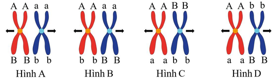 Một tế bào có kiểu gen AaBb tiến hành giảm phân tạo giao tử. Tại kì giữa I, các nhiễm sắc thể kép xếp thành hai hàng trên mặt phẳng xích đạo của thoi phân bào. Hình nào dưới đây mô tả đúng kì giữa I của quá trình giảm phân (mũi tên mô tả chiều phân li của các nhiễm sắc thể về hai cực tế bào)? (ảnh 1)