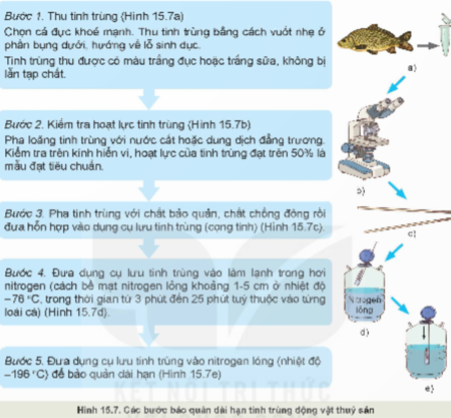 Quan sát hình 15.7 và mô tả các bước bảo quản dài hạn tinh trùng của động vật thủy sản (ảnh 1)