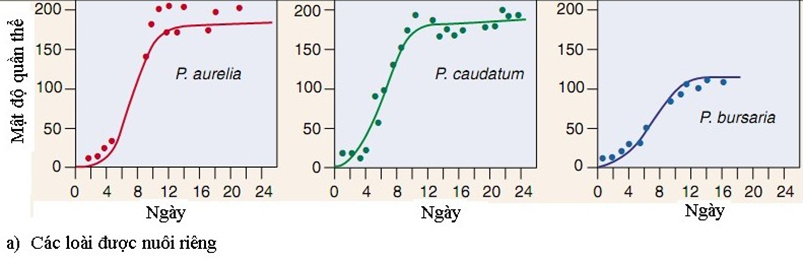 Khi nghiên cứu mối quan hệ sinh thái giữa các loài có quan hệ gần gũi, nhà khoa học Gause  (ảnh 1)