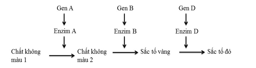 Một loài thực vật, xét ba cặp gen phân li độc lập, các gen qui định các enzim khác nhau  (ảnh 1)