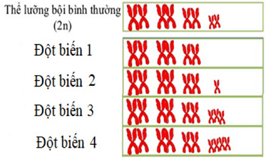 Hình bên mô tả các dạng đột biến lệch bội (ảnh 1)