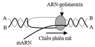 Thí nghiệm tổng hợp ADN, ARN, prôtêin nhân tạo bằng cách bố trí ba ống nghiệm I, II và III  (ảnh 1)