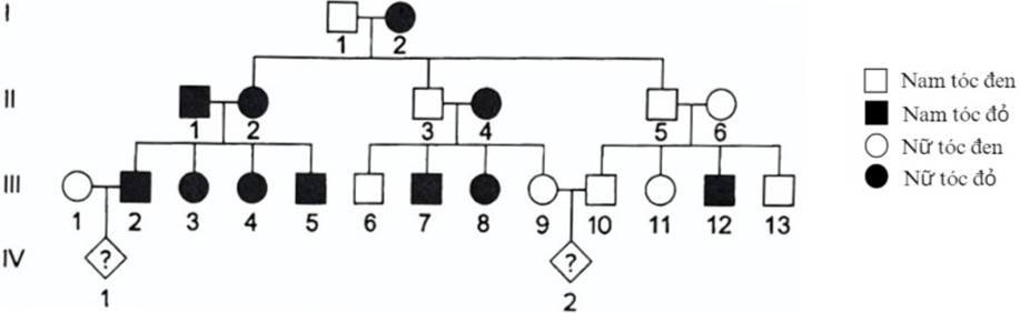 Sơ đồ phả hệ sau đây mô tả tính trạng màu tóc ở người (ảnh 1)