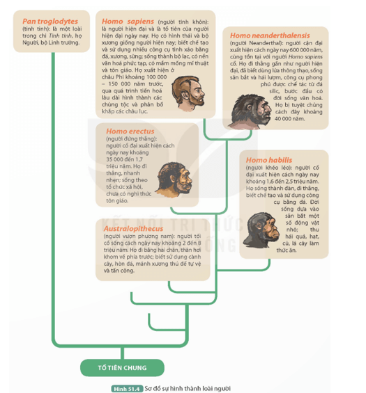 Hãy sưu tầm tài liệu mới nhất về cây tiến hoá phát sinh loài người. (ảnh 1)