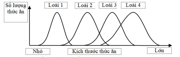 Nghiên cứu ổ sinh thái về số lượng và kích thước thức ăn  (ảnh 1)