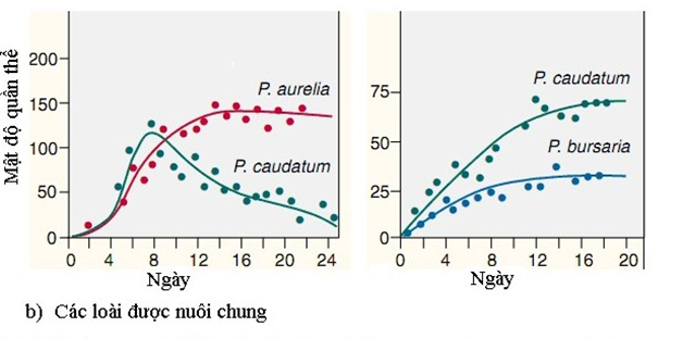 Khi nghiên cứu mối quan hệ sinh thái giữa các loài có quan hệ gần gũi, nhà khoa học Gause  (ảnh 2)