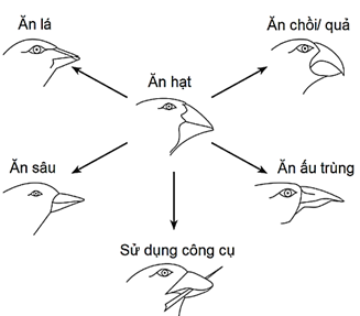 Chim sẻ trên quần đảo Galapagos được cho là có nguồn gốc từ Nam Mỹ  (ảnh 1)