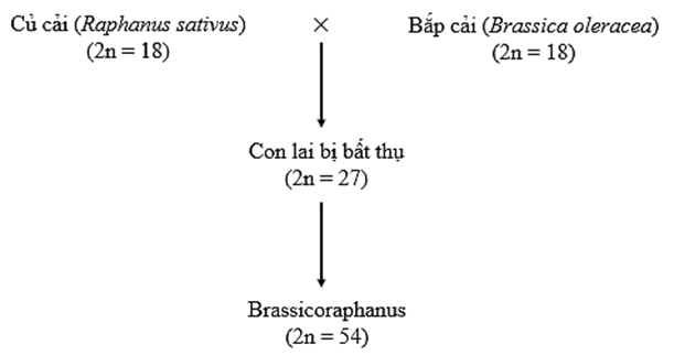 Lai giữa củ cải (Raphanus sativus) và bắp cải (Brassica oleracea) cho kết quả ở hình bên (ảnh 1)