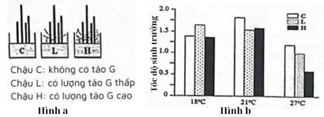 Loài rong X sống ở vùng biển ven bờ Z, nơi có nhiệt độ mùa hè hiếm khi cao hơn 18°C (ảnh 1)