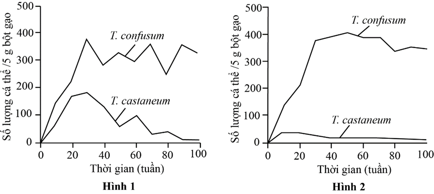 Hai loài mọt gạo T. castaneum và T. confusum cùng sử dụng bột gạo làm thức ăn (ảnh 1)