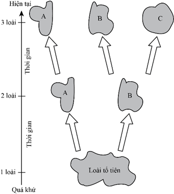Hình bên mô tả sự hình thành loài từ một loài tổ tiên gốc phát sinh hình thành loài mới (ảnh 1)