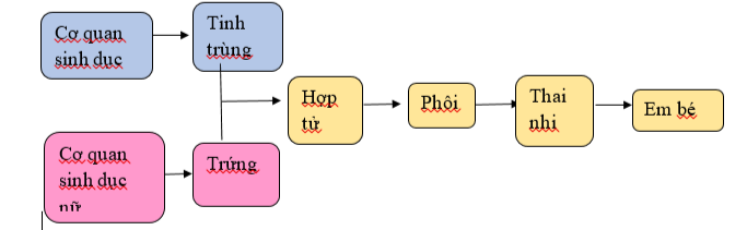 Mô tả quá trình hình thành cơ thể người theo gợi ý dưới đây. (ảnh 2)