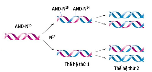 Một nhóm các nhà khoa học thực hiện lại thí nghiệm của Meselson và Stahl  (ảnh 1)