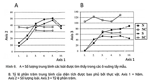 Những cây thông đen được chuyển đến trồng ở một số đồng cỏ đá khoáng ở Hungary (ảnh 1)