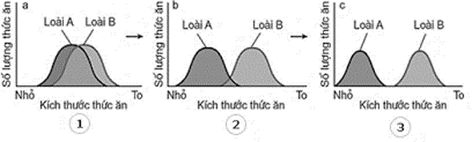 Hình nào thể hiện mức độ cạnh tranh nhau về thức ăn giữa hai loài A và B là cao nhất? (ảnh 1)