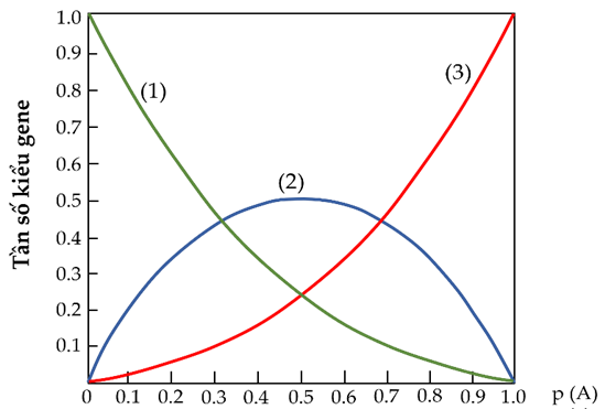 Đồ thị dưới đây biểu diễn mối quan hệ giữa tần số các kiểu gen AA (ảnh 1)
