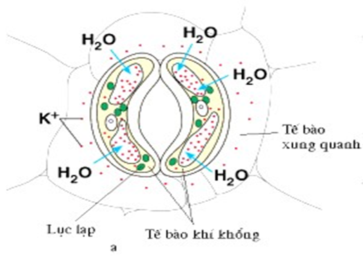 Hình sau đây mô tả cấu trúc tế bào khí khổng, quan sát hình và cho biết nhận định nào sau đây đúng (ảnh 1)