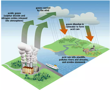 Mưa acid ảnh hưởng tới hệ thực vật, phá hủy các vật liệu bằng kim loại, các bức tượng bằng đá, gây bệnh cho con người và động vật. Hiện tượng trên gây ra chủ yếu do khí thải của nhà máy nhiệt điện, phương tiện giao thông và sản xuất công nghiệp. Tác nhân chủ yếu trong khí thải gây ra mưa acid là (ảnh 1)