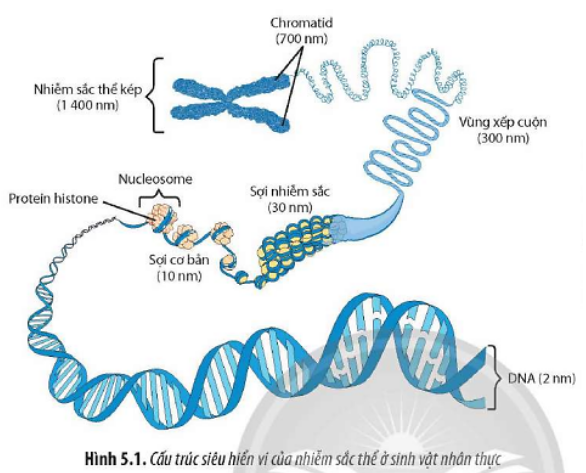 Quan sát Hình 5.1, hãy mô tả cấu trúc siêu hiển vi của nhiễm sắc thể. Từ đó, giải thích tại sao  (ảnh 1)