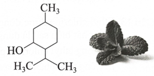 Menthol là một hoạt chất được tìm thấy nhiều trong cây bạc hà. Menthol tạo ra cảm giác mát lạnh, nhờ đó nó giảm sự chú ý của ta khỏi cơn đau và  (ảnh 1)