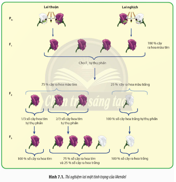 Quan sát Hình 7.1 kết hợp đọc thông tin trong SGK, hãy xác định độ thuần chủng của P, F1, F2. (ảnh 1)