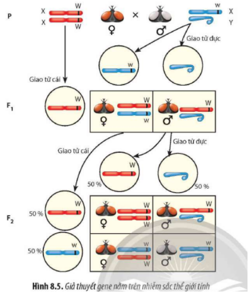 Quan sát Hình 8.5, hãy giải thích kết quả phân li kiểu hình F2 trong các trường hợp gene quy định màu  (ảnh 1)