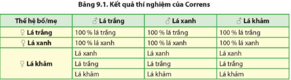 Đọc thông tin trong bảng 9.1 và cho biết Correns rút ra kết luận về di truyền ngoài nhân dựa trên cơ sở nào. (ảnh 1)