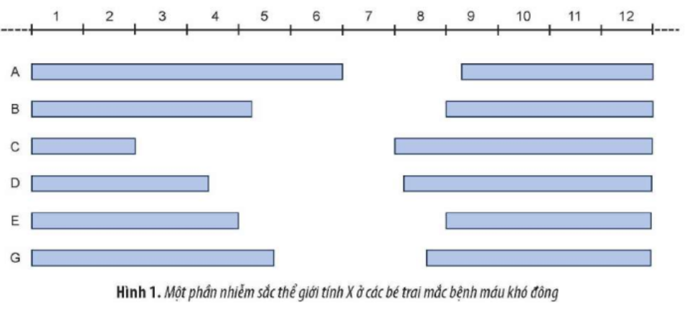 Ở người, bệnh máu khó đông do đột biến gene lặn nằm trên nhiễm sắc thể giới tính X dẫn đến t (ảnh 1)