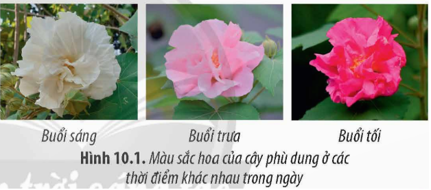 Cây phù dung (Hibiscus mutabilis) với sắc hoa thay đổi liên tục (buổi sáng hoa nở màu (ảnh 1)