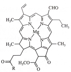 Chlorophyll là phức chất tạo màu xanh cho lá cây, có cấu tạo như hình bên. Số liên kết quanh nguyên tử trung tâm và số phối tử trong chlorophyll lần lượt là (ảnh 1)