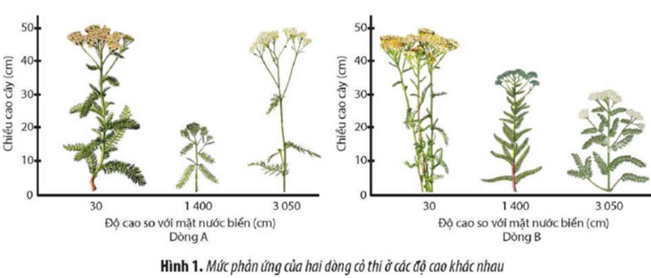 Một nhà khoa học đã trồng các cây cỏ thi (Achillea millefolium) thuộc hai dòng khác  (ảnh 1)