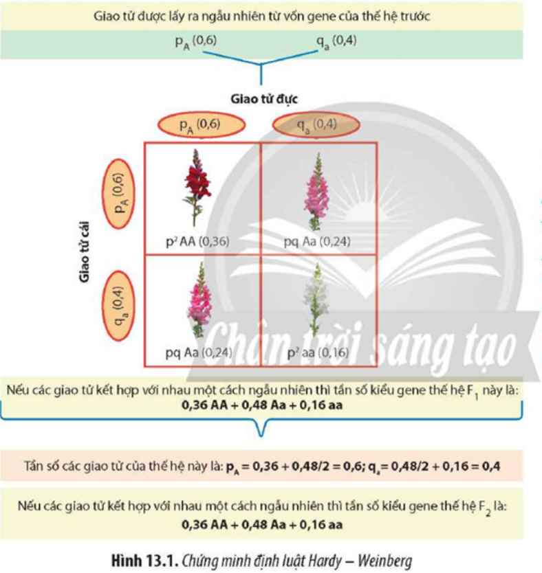 Quan sát và đọc thông tin trong Hình 13.1, hãy cho biết: a) Tần số allele có thay đổi qua  (ảnh 1)