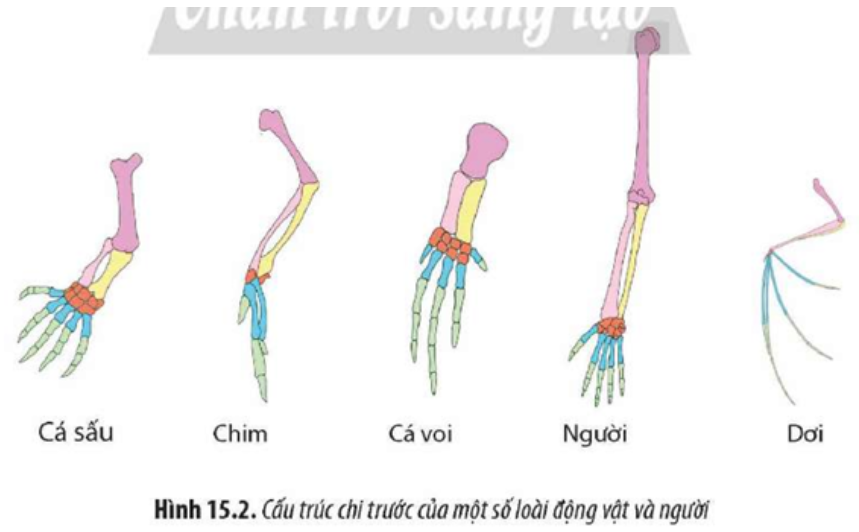 Quan sát Hình 15.2, hãy cho biết những biến đổi ở phần xương chi trước giúp mỗi loài thích (ảnh 1)