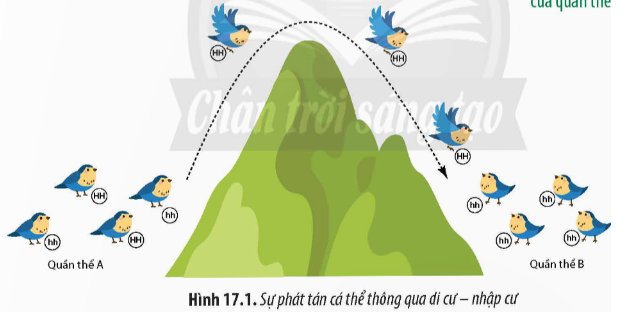 Hình 17.1 mô tả hai quần thể A và B thuộc cùng một loài. Cho biết việc di cư  (ảnh 1)