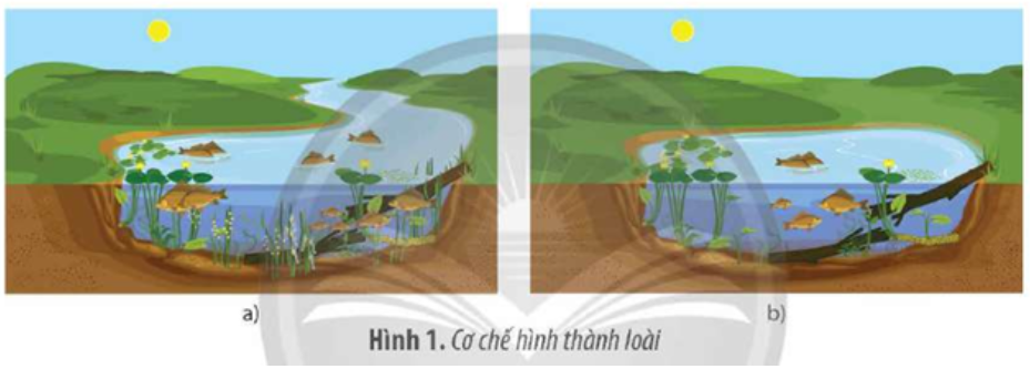 Hình 1 mô tả phương thức hình thành loài từ một quần thể gốc ban đầu. Trong đó, kh (ảnh 1)