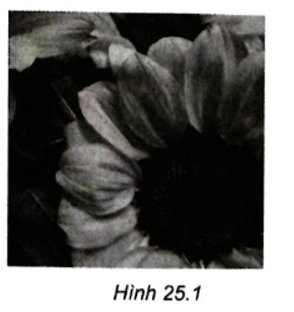 Thực hành: Mở tệp ảnh 25_11.jpg (Hình 25.1). a) Xem thông số về số điểm ảnh và độ phân giải hiện tại. b) Đổi độ phân giải của ảnh thành 300 dpi. c) Thay đổi kích thước của ảnh thành 2000 x 2000. d) Lưu ảnh với tên 25_12.jpg.   (ảnh 1)