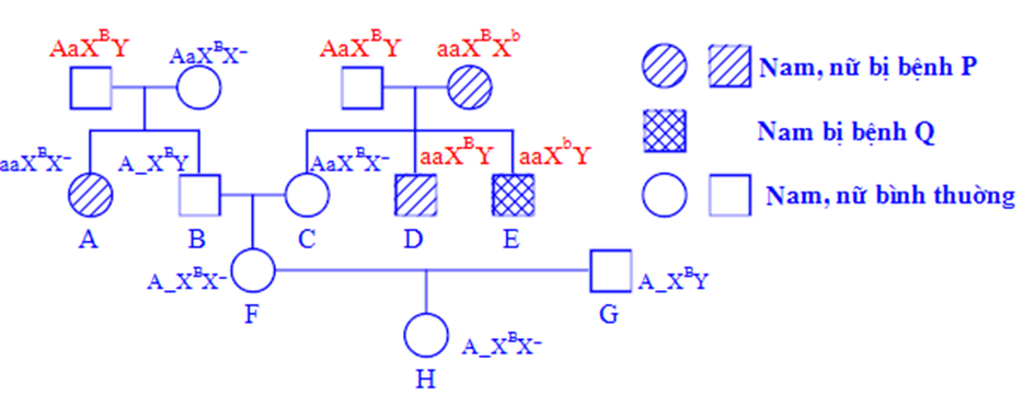 Ở một quần thể người, bệnh P do một trong hai alen của một gen quy định (ảnh 1)