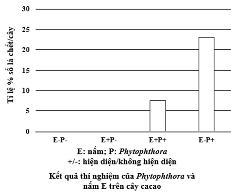 Ở lá cây cacao (Theobroma cacao) có một loài sinh vật đơn bào là Phytophthora  (ảnh 1)