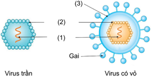 Quan sát hình dưới đây và xác định cấu tạo của virus bằng cách lựa chọn đáp án đúng. A. (1) Vỏ ngoài, (2) vỏ protein, (3) Phần lõi. 	B. (1) Vỏ protein, (2) vỏ ngoài, (3) Phần lõi. 	C. (1) Phần lõi, (2) Vỏ protein, (3) vỏ ngoài.	 	D. (1) Vỏ ngoài, (2) Phần lõi, (3) vỏ protein. (ảnh 1)