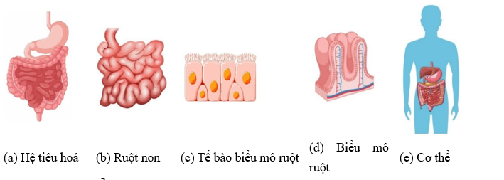 a) Nêu ý nghĩa của sự lớn lên và sinh sản của tế bào. b) Quan sát hình bên dưới, sắp xếp tên cấp tổ chức theo thứ tự từ thấp đến cao và gọi tên các cấp độ đó. (ảnh 1)