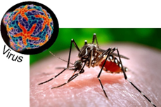 Tác nhân gây bệnh sốt xuất huyết là   A.	Virus Dengue. B.	Virus khảm thuốc lá. C.	Virus cúm gia cầm. D.	Virus cúm H1N1. (ảnh 1)