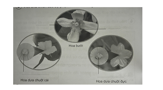 Viết chú thích các bộ phận của hoa trong các hình sau. (ảnh 1)