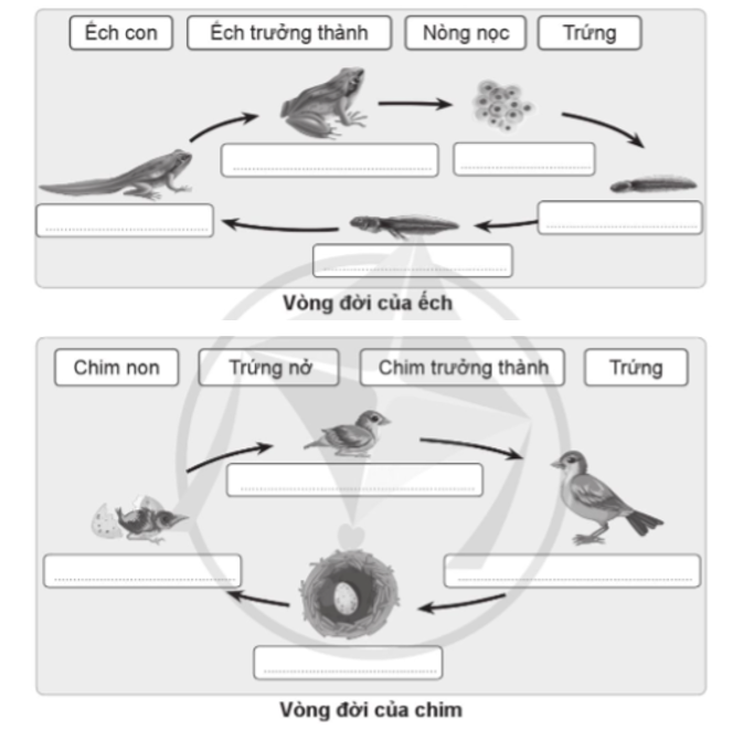 Sử dụng các từ ngữ đã cho điền vào mỗi giai đoạn trong vòng đời của các động vật trong hình cho phù hợp.    (ảnh 1)