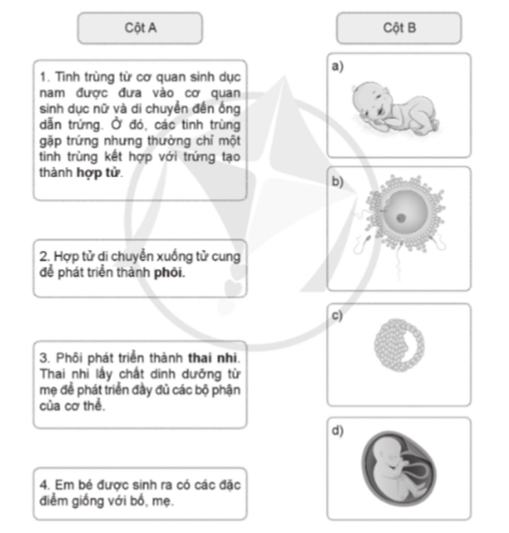 Nối ô chữ ở cột A với hình ở cột B cho phù hợp với quá trình hình thành cơ thể người. (ảnh 1)
